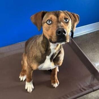Mixed Breed Dogs Available for Adoption - GUS | PetCurious