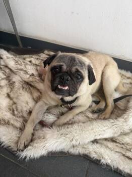 Burt -  Pug Dog Available for Adoption in New York, New York - Burt | PetCurious