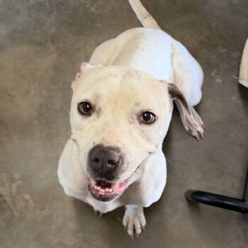 Lola -  Terrier Dog for Adoption in Bronson, Florida - Lola | PetCurious
