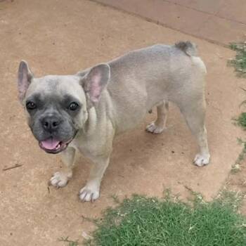 Loretta -  French Bulldog Dog for Adoption in Pelham, New Hampshire - Loretta | PetCurious