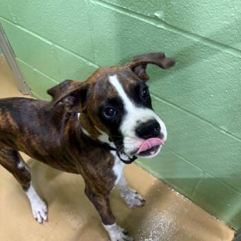 Gregory pup -  Boxer Dog for Adoption in Portland, Texas - Gregory Pup | PetCurious