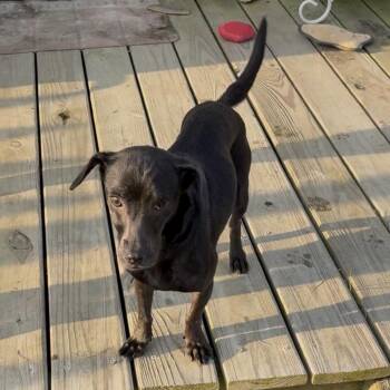 Hiccup -  Dachshund and Mixed Breed Dog for Adoption in Fredericksburg, Virginia - Hiccup | PetCurious