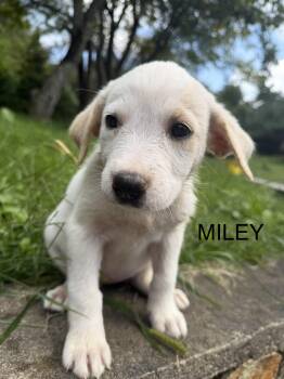 Miley -  Great Pyrenees Dog for Adoption in Copper Hill, Virginia - Miley | PetCurious