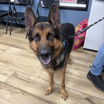 Zues -  German Shepherd Dog Dog for Adoption in Newark, New Jersey - Zues | PetCurious