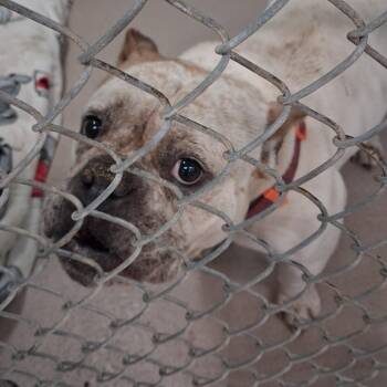 Caramel Drizzle -  Mixed Breed Dog for Adoption in Newark, New Jersey - Caramel Drizzle | PetCurious
