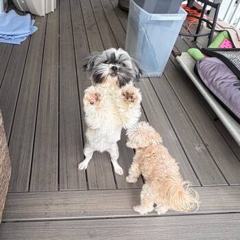 Shih Tzu Dogs Available for Adoption - Ceecee | PetCurious