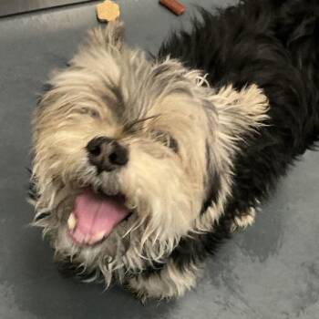 Terrier Dogs Available for Adoption in Allentown, Pennsylvania - Milo | PetCurious