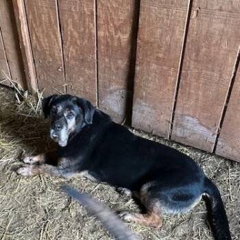 Rescue Basset Hound Dogs for Adoption in Roswell, Georgia - Griffin | PetCurious