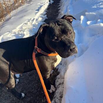 Pit Bull Terrier Dogs Available for Adoption in York, Pennsylvania - Athena | PetCurious