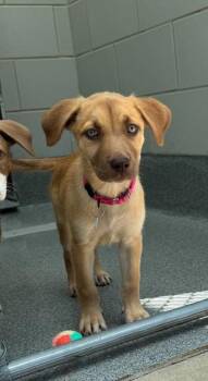 MARL -  Terrier Dog for Adoption in Leesburg, Virginia - MARL | PetCurious
