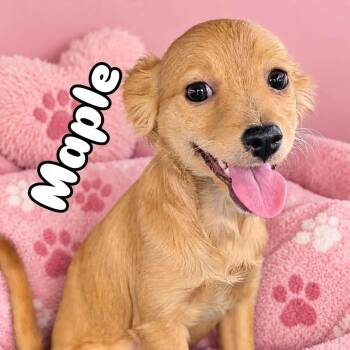 Maple -  Poodle and Chihuahua Dog for Adoption in Kingsburg, California - Maple | PetCurious