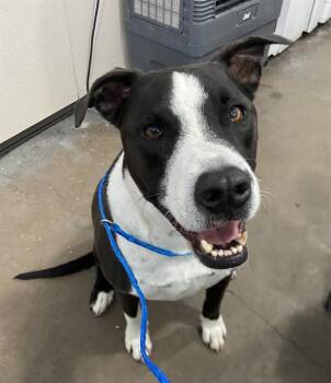 Pit Bull Terrier Dogs Available for Adoption in Dallas, Texas - LOCITO | PetCurious