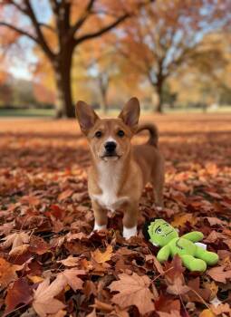Rescue Corgi Dogs for Adoption in Amelia, Ohio - Frank (of Frank And Stein - Puppies) | PetCurious