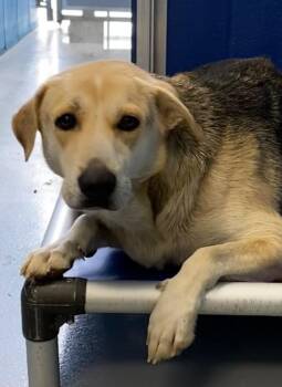 Henrietta -  German Shepherd Dog and Labrador Retriever Dog Available for Adoption in Hartsville, South Carolina - Henrietta | PetCurious