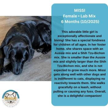 Rescue Black Labrador Retriever Dogs for Adoption in Clive, Alberta - Missi | PetCurious