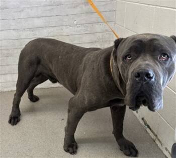 Rescue Cane Corso Dogs for Adoption in San Bernardino, California - ROLLO | PetCurious
