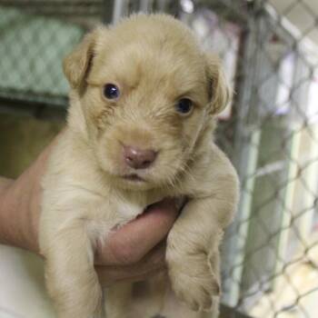 Caramel -  Mixed Breed Dog for Adoption in Valley, Alabama - Caramel | PetCurious