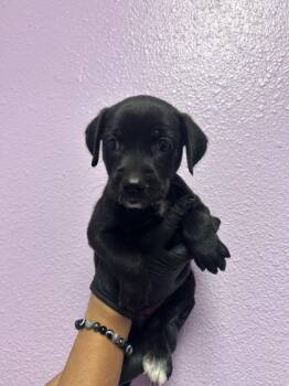 61729733 -  Mixed Breed Dog for Adoption in El Paso, Texas - 61729733 | PetCurious