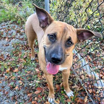 Rescue Black Mouth Cur Dogs for Adoption in Lindon, Utah - Maya | PetCurious