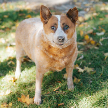 Rescue Cattle Dog and Mixed Breed Dogs for Adoption in Northbrook, Illinois - Butter | PetCurious