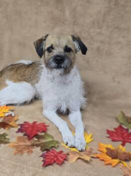Hendrix -  Shih Tzu and Miniature Poodle Dog for Adoption - Hendrix | PetCurious