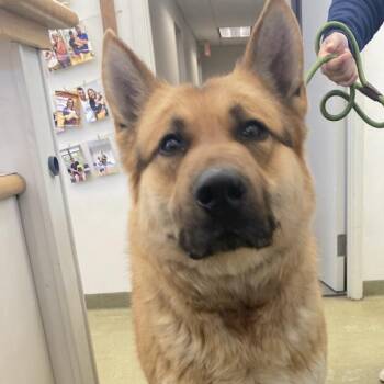 German Shepherd Dog Dogs Available for Adoption - 70034 | PetCurious