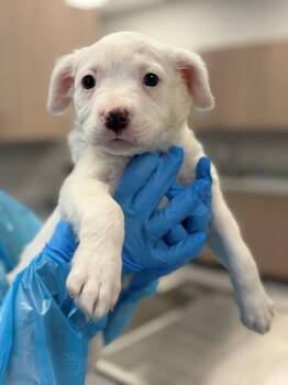 Marshmallow -  Pit Bull Terrier and Mixed Breed Dog for Adoption in Chillicothe, Ohio - Marshmallow | PetCurious