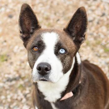 Mixed Breed Dogs Available for Adoption in Middletown, Rhode Island - Lucy Lu | PetCurious