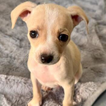 Rescue Chihuahua Dogs for Adoption in Rockwall, Texas - Bernie | PetCurious