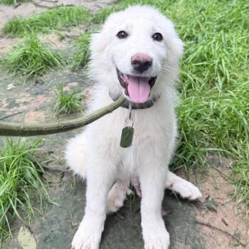 Cirrus -  Great Pyrenees Dog Available for Adoption in Olive Branch, Mississippi - Cirrus | PetCurious