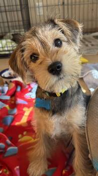 Howie -  Terrier and Mixed Breed Dog for Adoption in Minneapolis, Minnesota - Howie | PetCurious