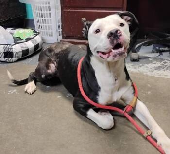Hailey #132 -  Pit Bull Terrier Dog for Adoption in New Lexington, Ohio - Hailey #132 | PetCurious