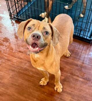 SEBASTIAN -  Mixed Breed Dog for Adoption in Dallas, Pennsylvania - SEBASTIAN | PetCurious