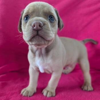 Opie Winston -  Terrier and Pug Dog Available for Adoption in Jasper, Indiana - Opie Winston | PetCurious