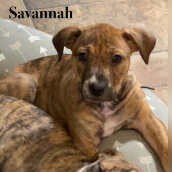 Savannah -  Mixed Breed Dog for Adoption in Otisfield, Maine - Savannah | PetCurious