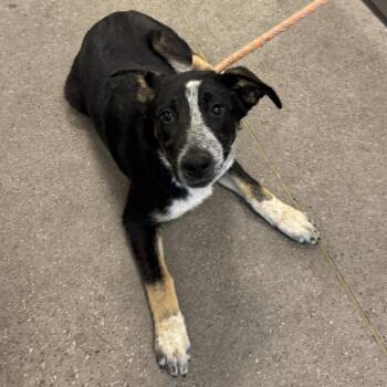 Mixed Breed Dogs Available for Adoption in Las Cruces, New Mexico - 106166 | PetCurious