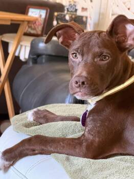 Persimmon (Percy) -  Labrador Retriever and Pit Bull Terrier Dog for Adoption in Cedarburg, Wisconsin - Persimmon (Percy) | PetCurious