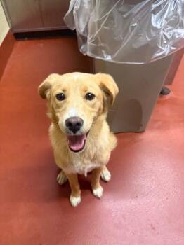 Mixed Breed Dogs Available for Adoption in Douglasville, Georgia - Russel | PetCurious