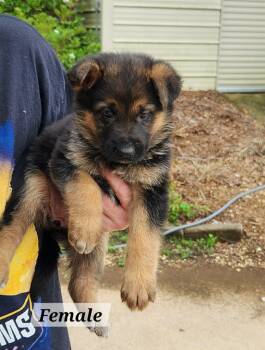 Lovely -  German Shepherd Dog Dog for Adoption in West Palm Beach, Florida - Lovely | PetCurious