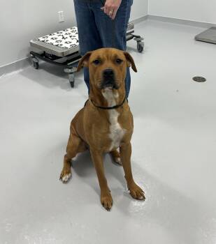 Rescue Pit Bull Terrier Dogs for Adoption in Bourbonnais, Illinois - Eden | PetCurious