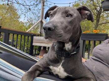 Pit Bull Terrier and Mixed Breed Dogs Available for Adoption - Hopper   (2026) | PetCurious