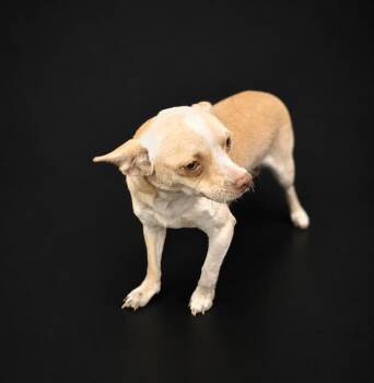 TANNER -  Chihuahua Dog for Adoption in Winter Haven, Florida - TANNER | PetCurious