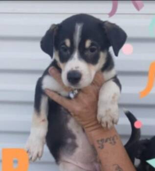 Ember -  Retriever Dog for Adoption in Thompson Falls, Montana - Ember | PetCurious