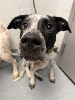 PEPPER -  Pit Bull Terrier Dog for Adoption in Indianapolis, Indiana - PEPPER | PetCurious
