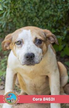 Cora -  Mixed Breed Dog for Adoption in Mobile, Alabama - Cora | PetCurious