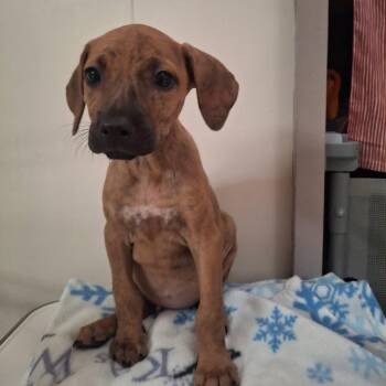Dorothy -  Coonhound Dog for Adoption in Wahiawa, Hawaii - Dorothy | PetCurious