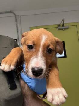 Evie- 1 -  Hound and Mixed Breed Dog for Adoption in Daytona Beach, Florida - Evie- 1 | PetCurious