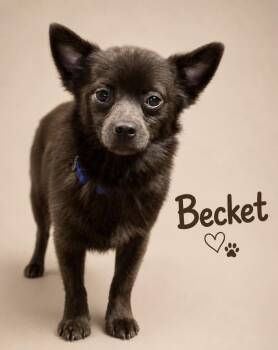 BECKETT -  Chihuahua and Pomeranian Dog for Adoption in Crossville, Tennessee - BECKETT | PetCurious