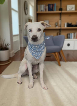 Rescue Whippet Dogs for Adoption in West Hollywood, California - Jax | PetCurious