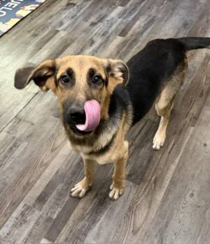Dunkin DoorDash -  German Shepherd Dog Dog for Adoption in Andover, Massachusetts - Dunkin DoorDash | PetCurious